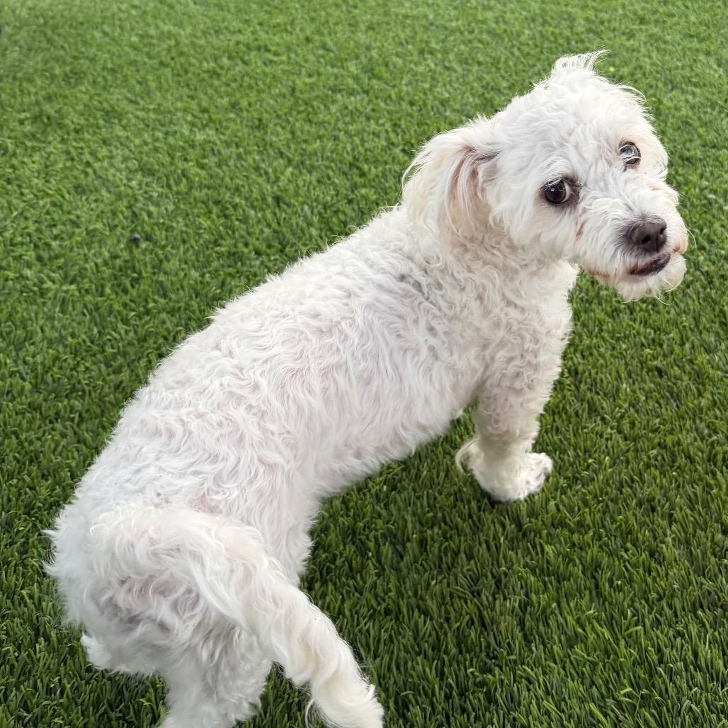 Smiles, Adoptable, Adult Female Miniature Poodle & Mixed Breed.