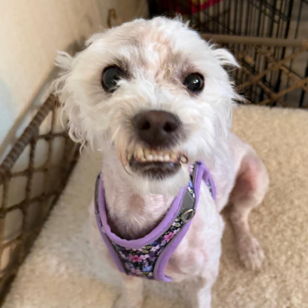 Enlarge Smiles, a Adoptable mixed breed in Las Vegas, NV image 4/6