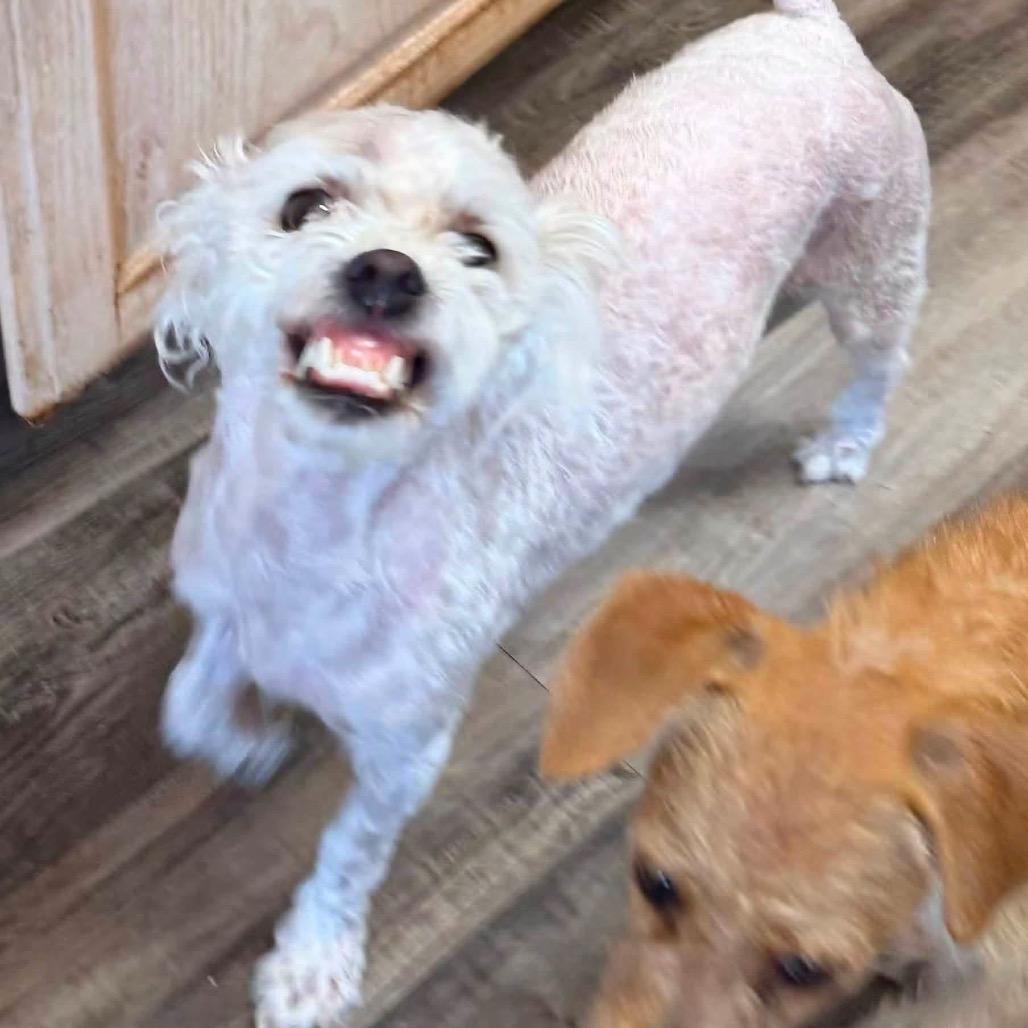 Enlarge Smiles, a Adoptable mixed breed in Las Vegas, NV image 5/6