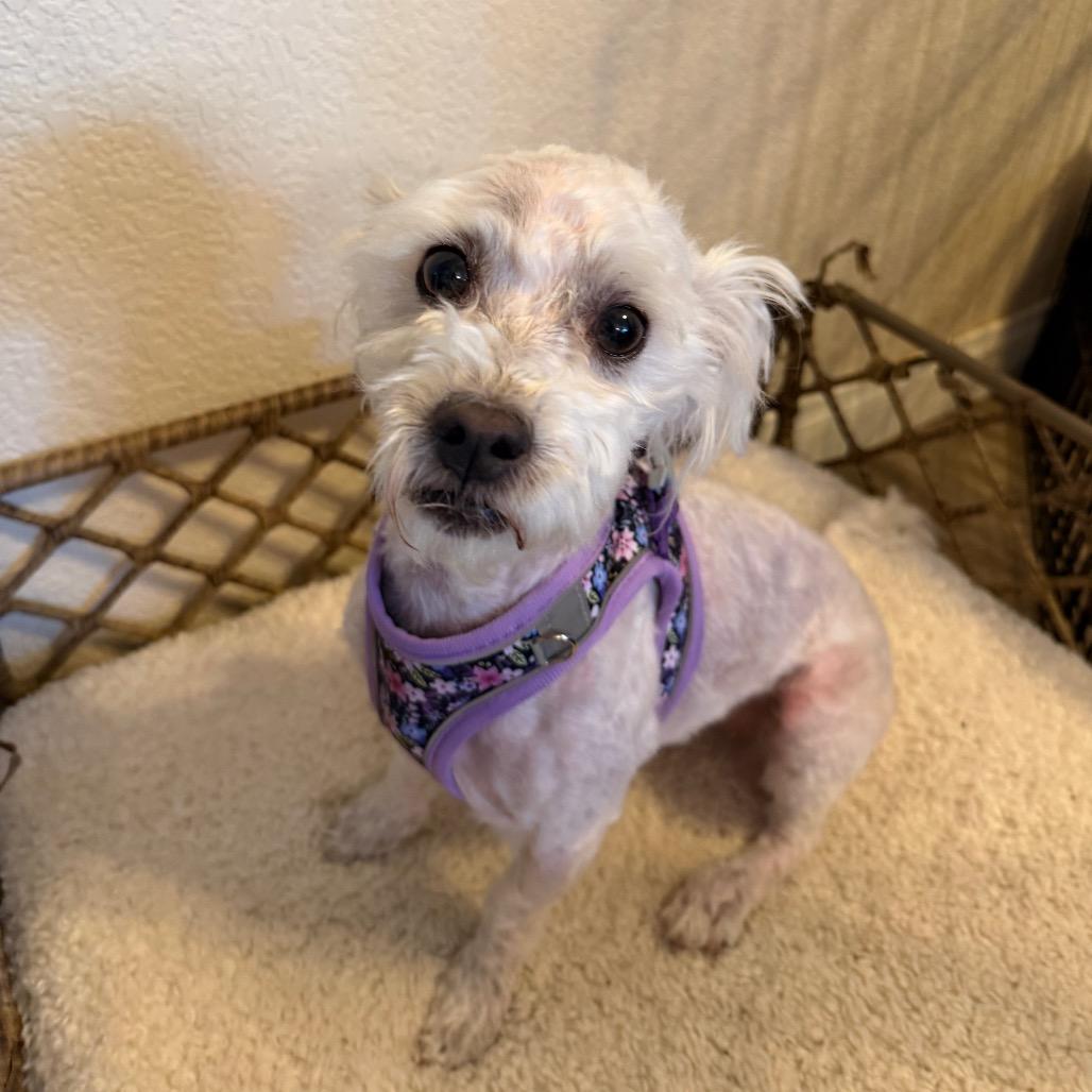 Enlarge Smiles, a Adoptable mixed breed in Las Vegas, NV image 6/6