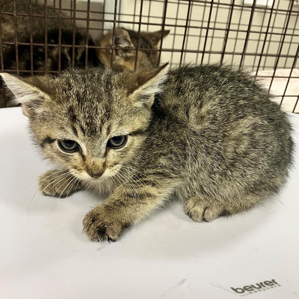 Posie, Adoptable, Kitten Female Domestic Short Hair.