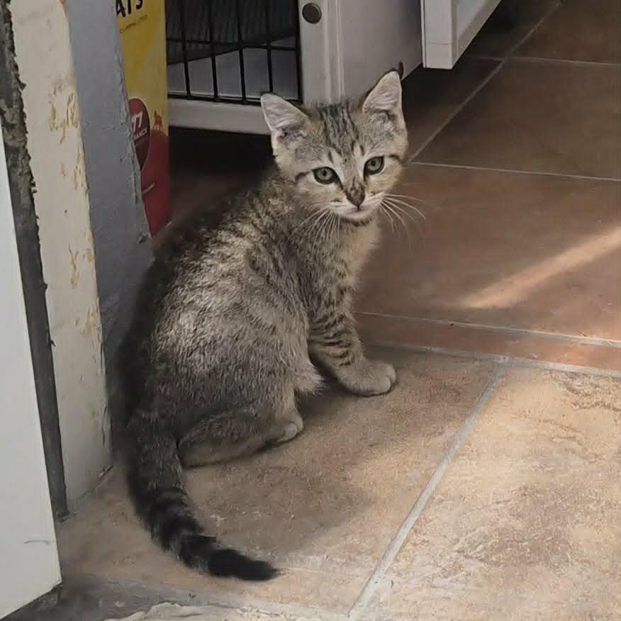 Enlarge Posie, a Adoptable Domestic Short Hair in Las Cruces, NM image 2/3
