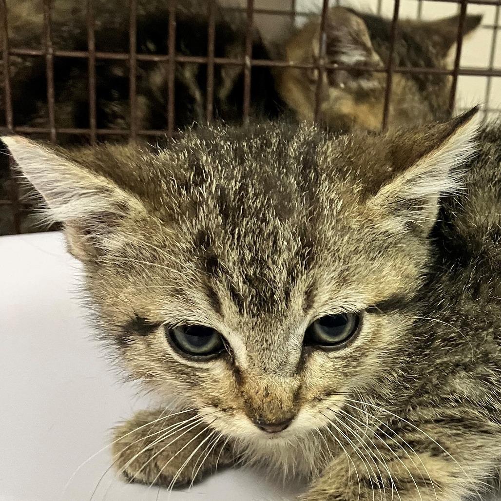 Enlarge Posie, a Adoptable Domestic Short Hair in Las Cruces, NM image 3/3