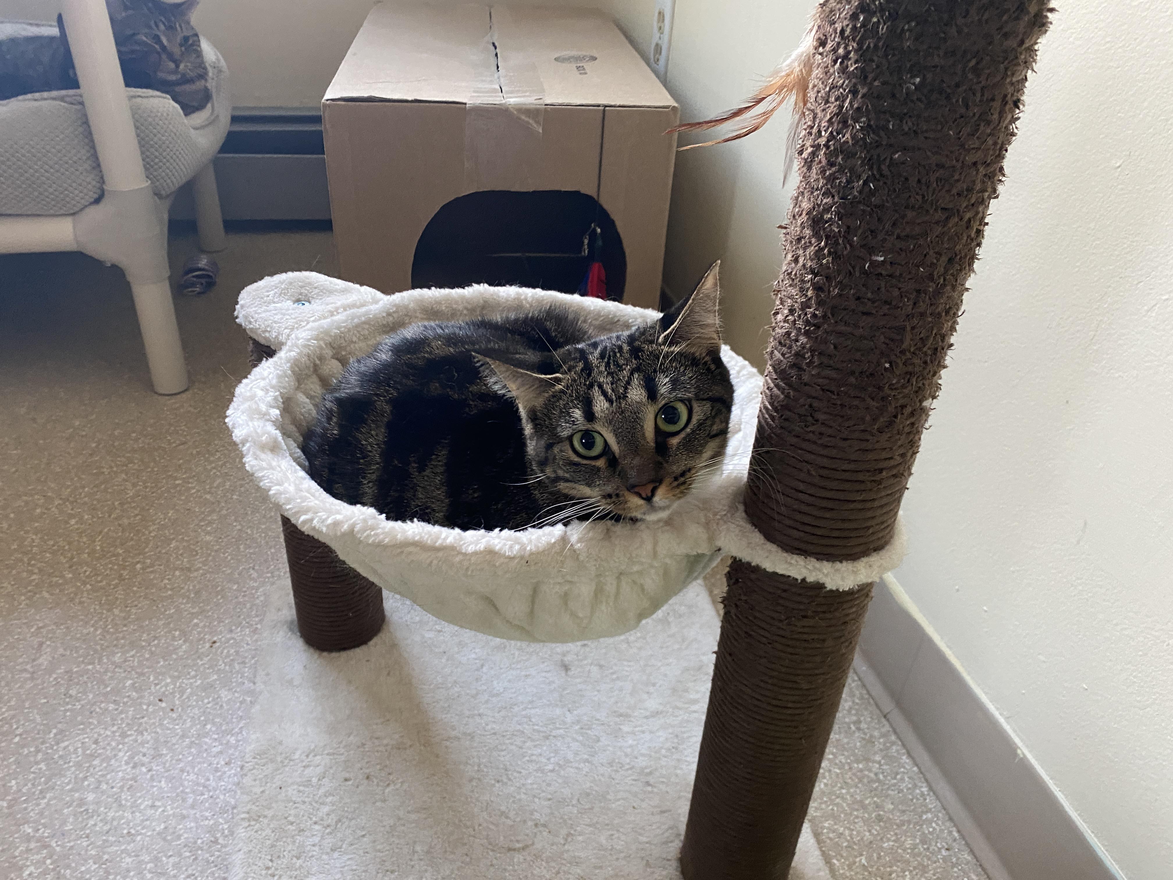 Teddy, an adoptable Domestic Short Hair in Salisbury, MA, 01952 | Photo Image 4