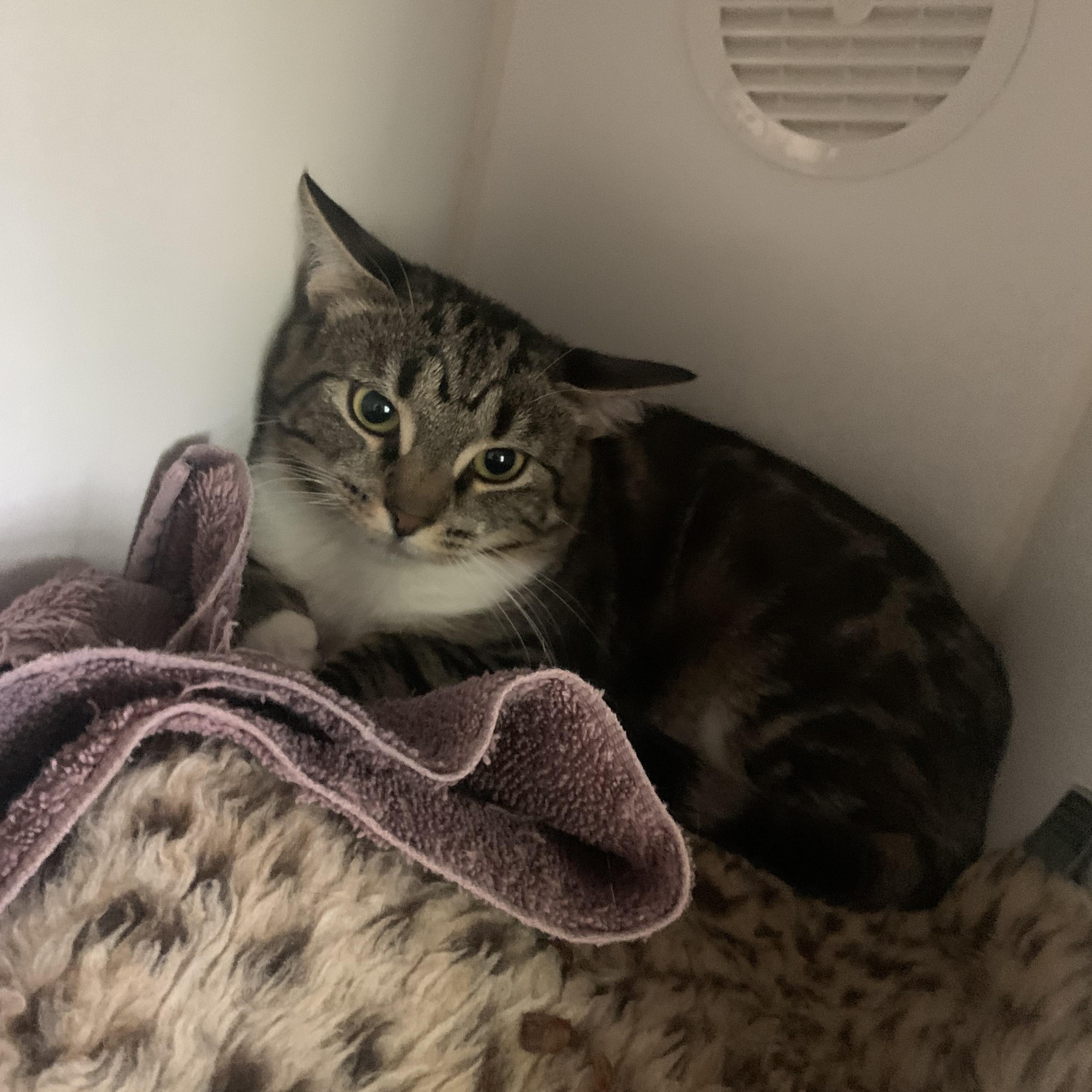 Teddy, an adoptable Domestic Short Hair in Salisbury, MA, 01952 | Photo Image 5