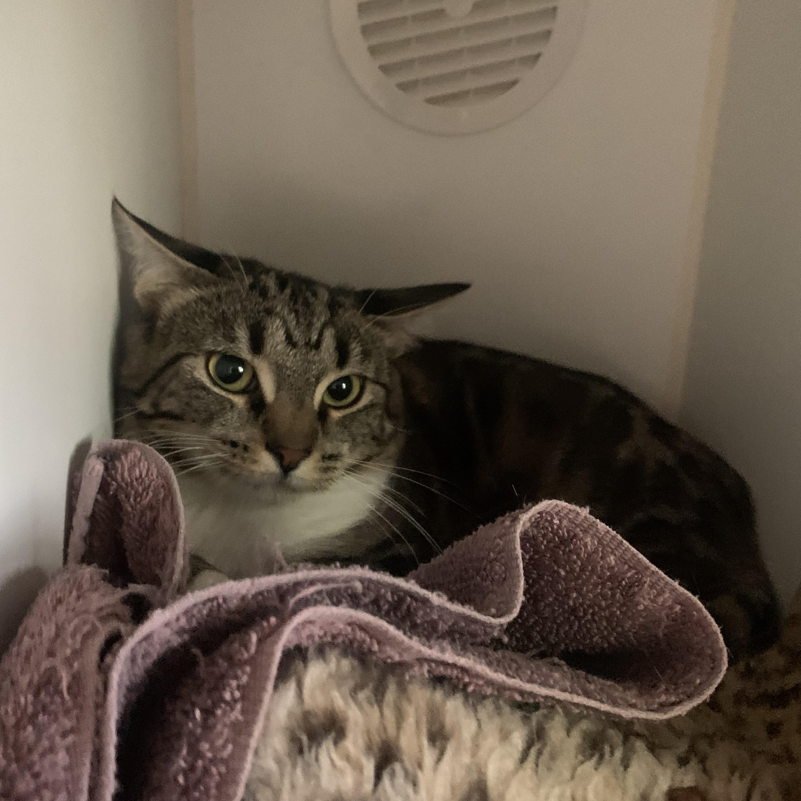 Teddy, an adoptable Domestic Short Hair in Salisbury, MA, 01952 | Photo Image 6