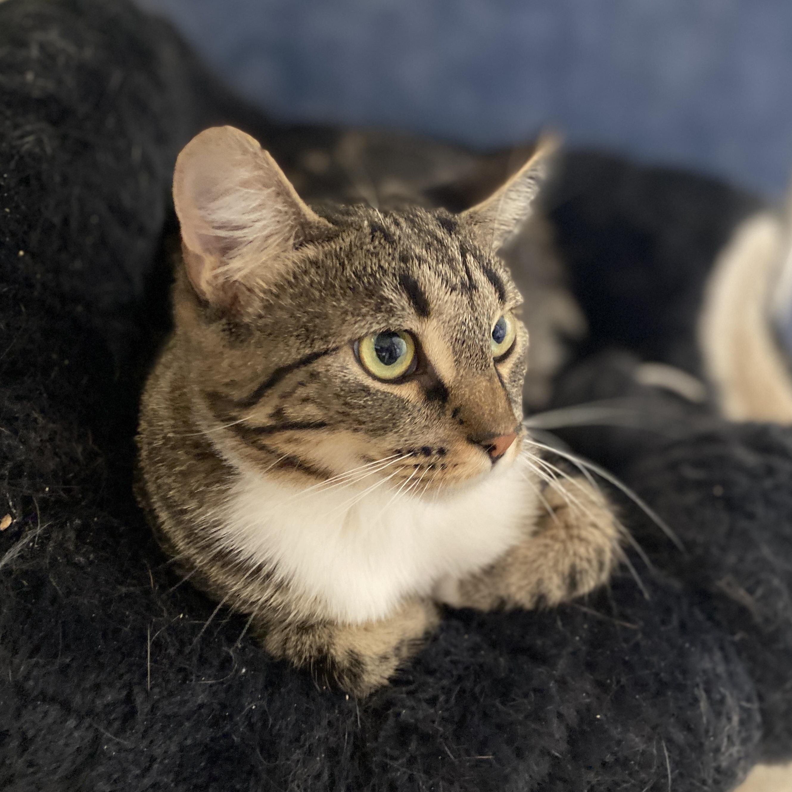 Teddy, an adoptable Domestic Short Hair in Salisbury, MA, 01952 | Photo Image 2