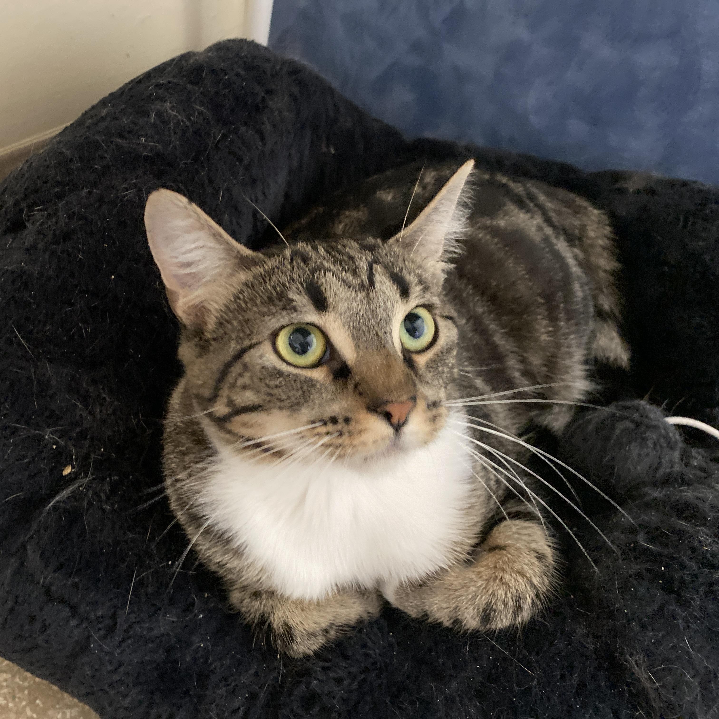 Teddy, an adoptable Domestic Short Hair in Salisbury, MA, 01952 | Photo Image 1