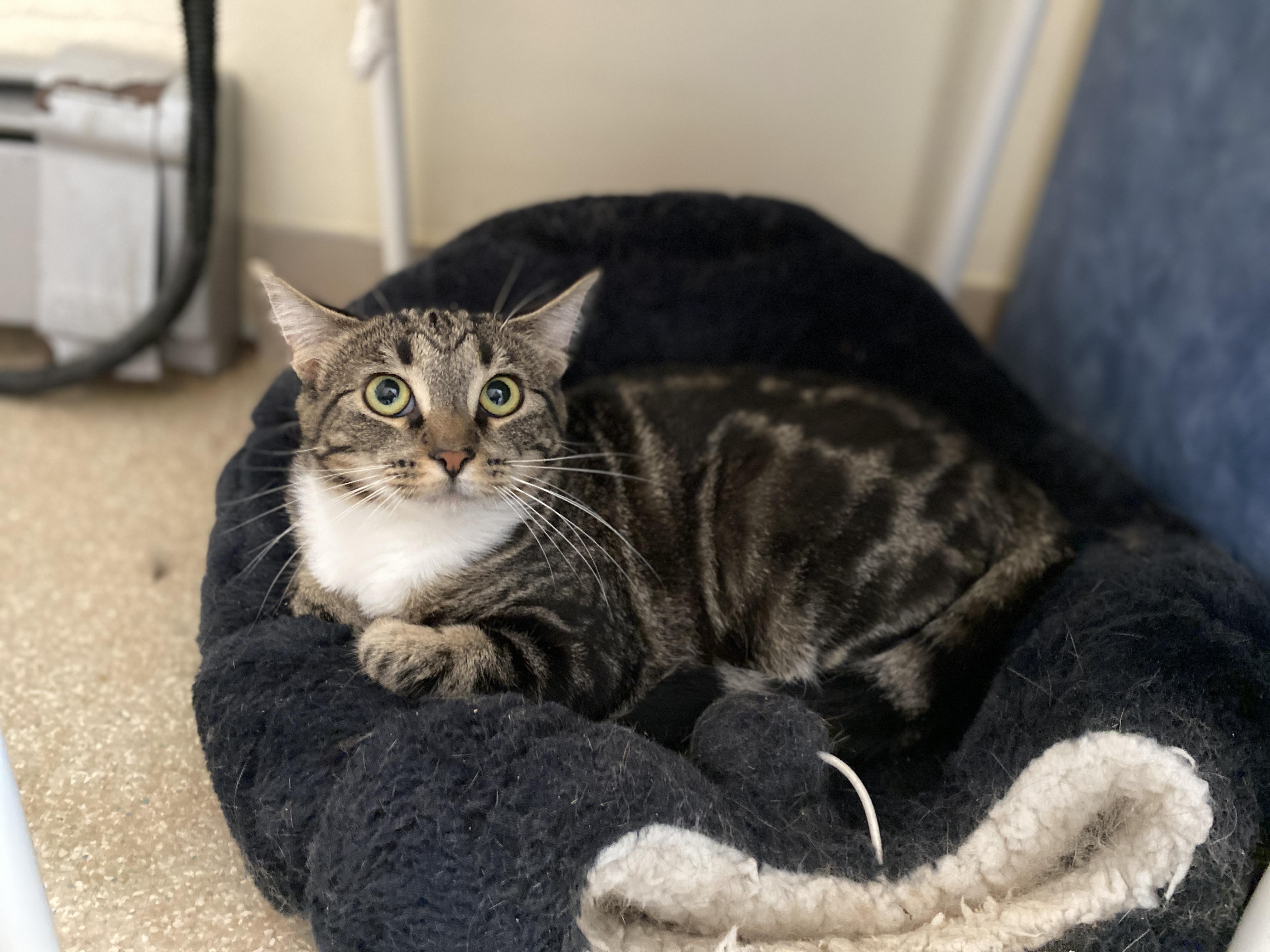Teddy, an adoptable Domestic Short Hair in Salisbury, MA, 01952 | Photo Image 3