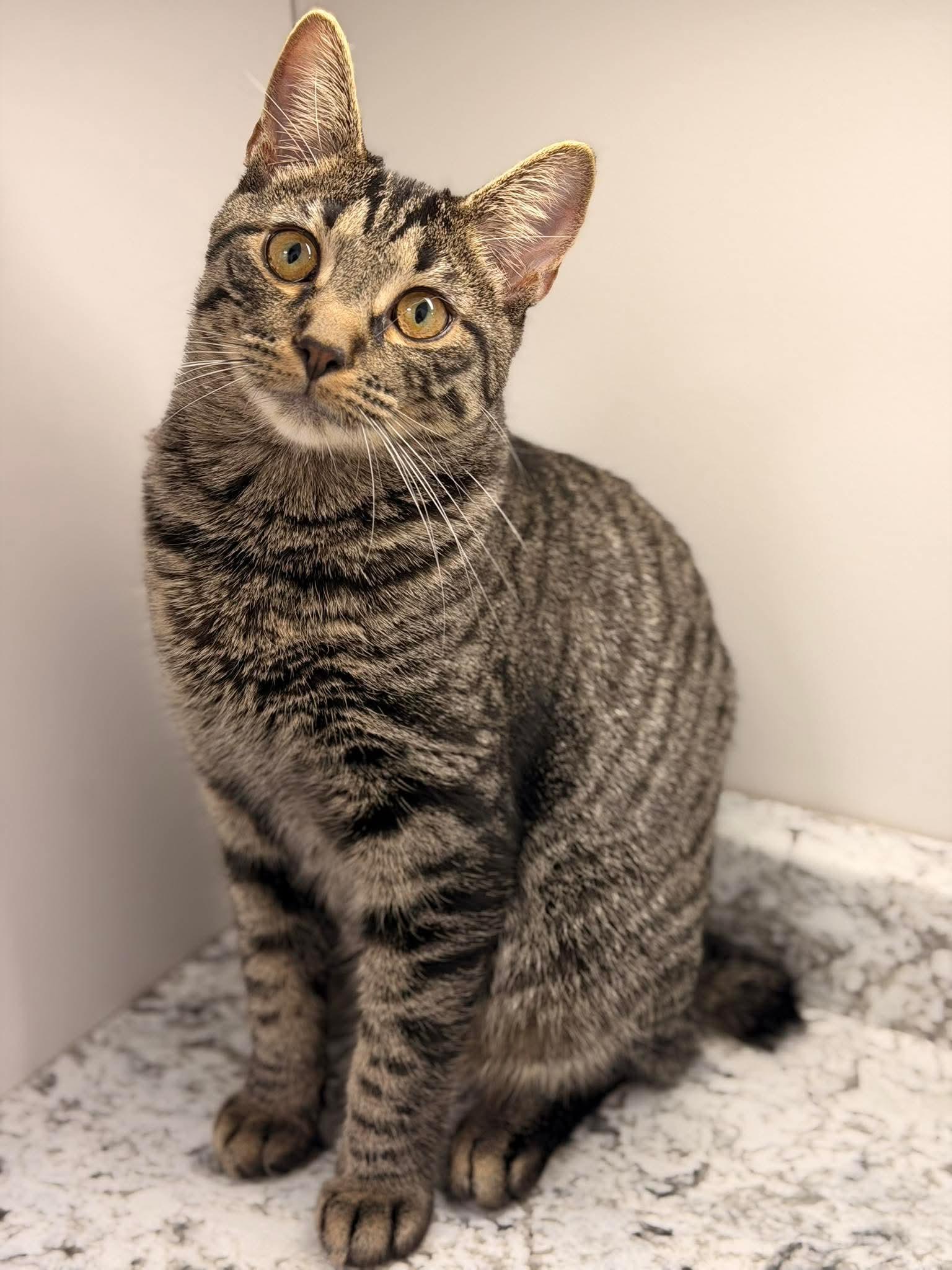 Enlarge Dylan, a ADOPTABLE American Bobtail in Murfreesboro, TN image 1/1
