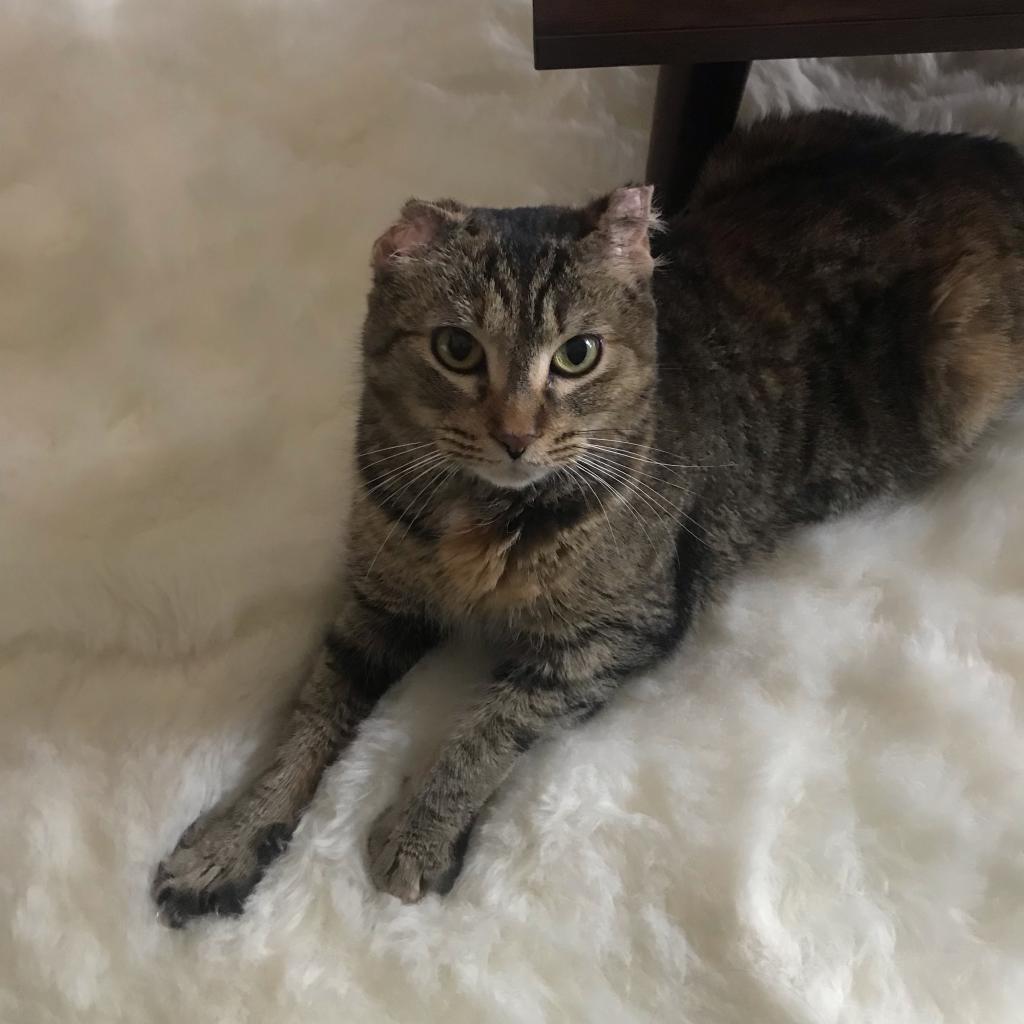 Enlarge Scrunchy Tigger 5168, a Adoptable Domestic Short Hair in Lansing, MI image 2/4