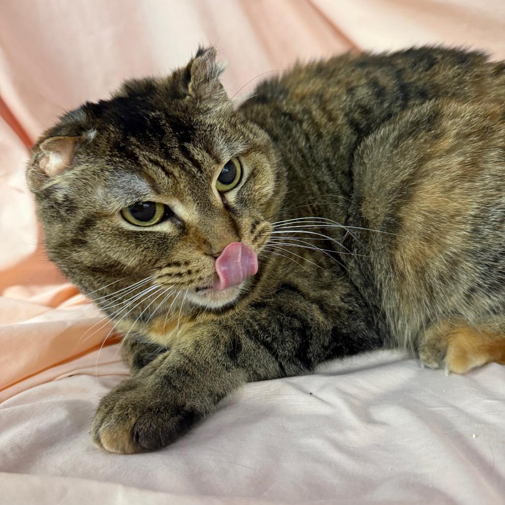 Enlarge Scrunchy Tigger 5168, a Adoptable Domestic Short Hair in Lansing, MI image 3/4