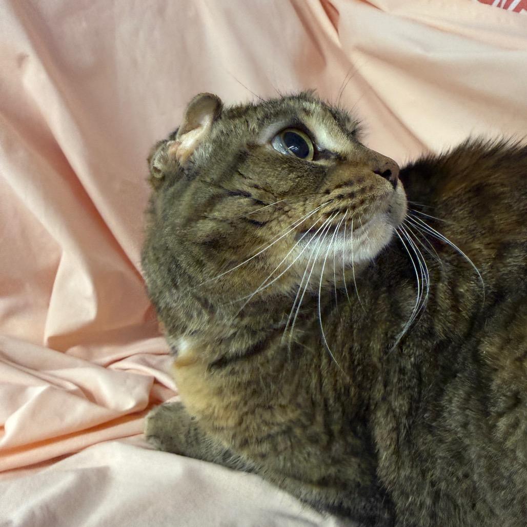 Enlarge Scrunchy Tigger 5168, a Adoptable Domestic Short Hair in Lansing, MI image 4/4