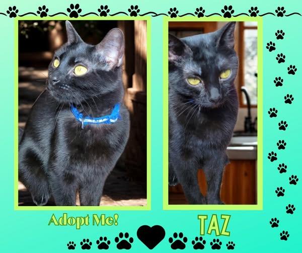 Taz, ADOPTABLE, Young Female American Shorthair.