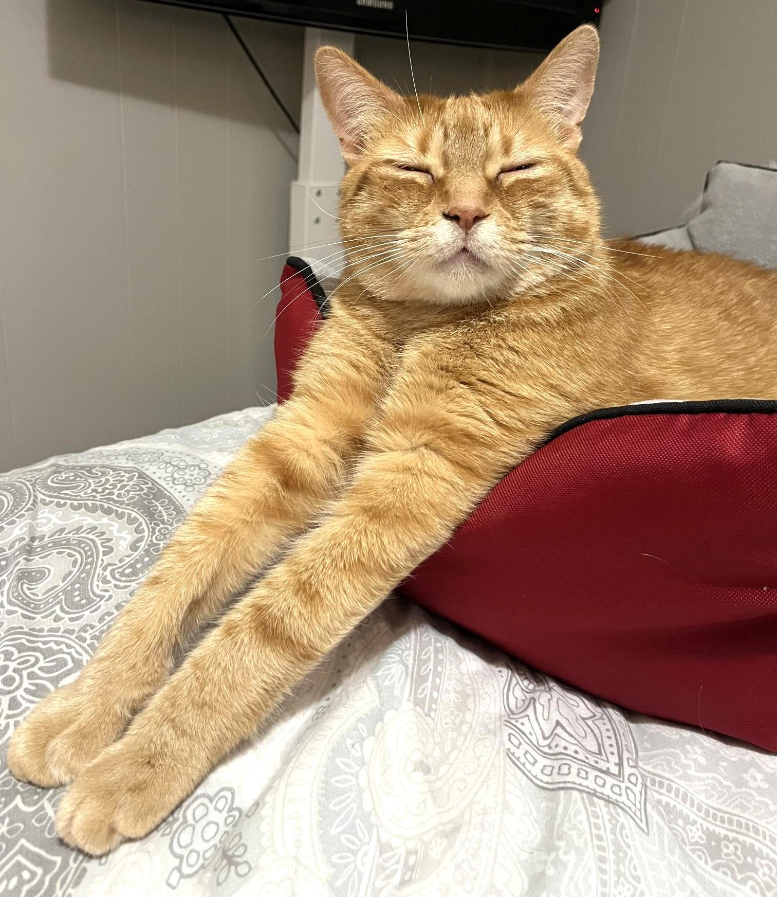 Simon, Adult Male unknown