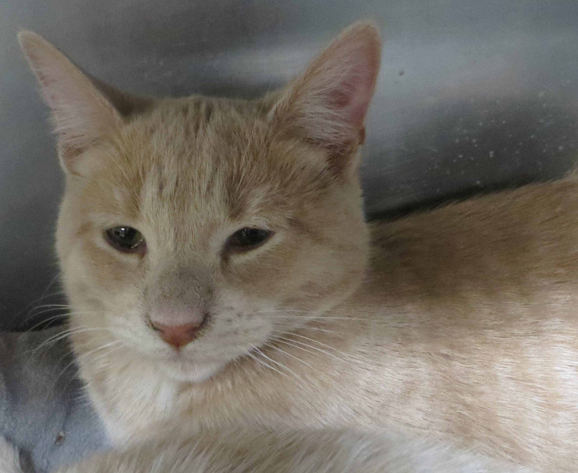 Gold dust triplets, an adopted Domestic Short Hair in Brockton, MA image 4/5