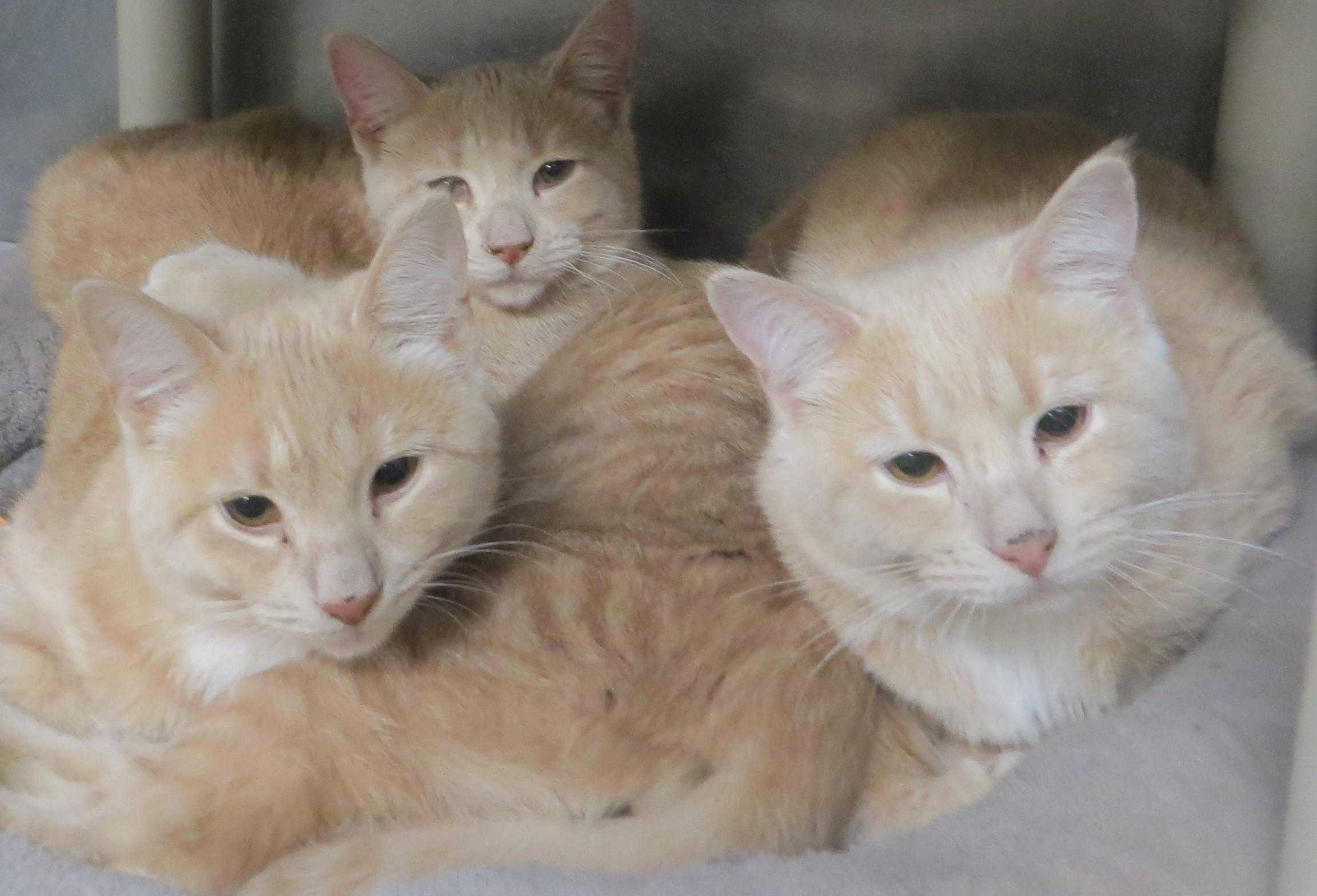Gold dust triplets, adopted, Young Female Domestic Short Hair.