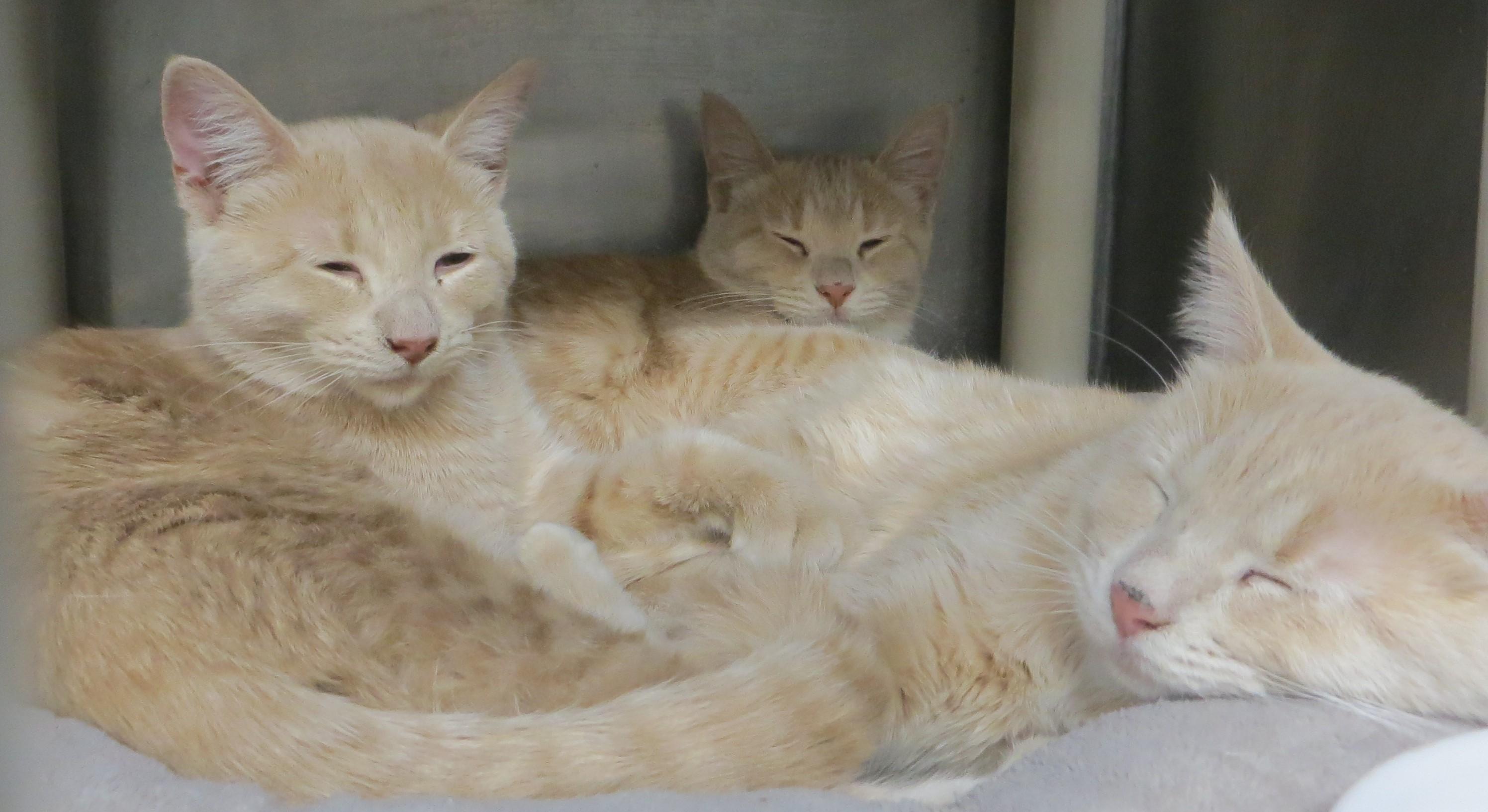 Gold dust triplets, an adopted Domestic Short Hair in Brockton, MA image 2/5