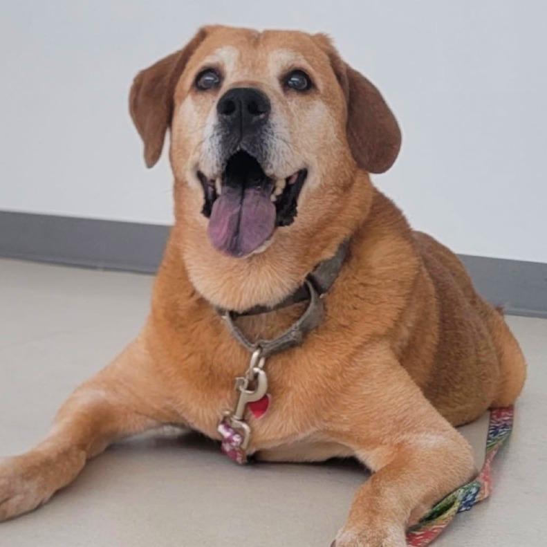 Sarah, Adoptable, Senior Female Hound.