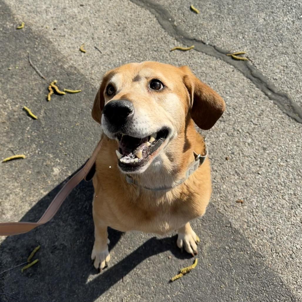 Sarah, a Adoptable Hound in Warwick, RI image 3/6