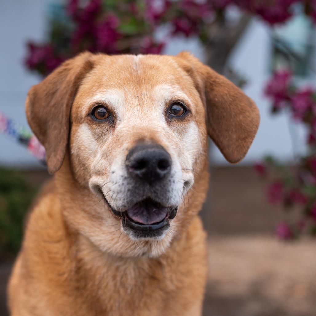Sarah, a Adoptable Hound in Warwick, RI image 4/6