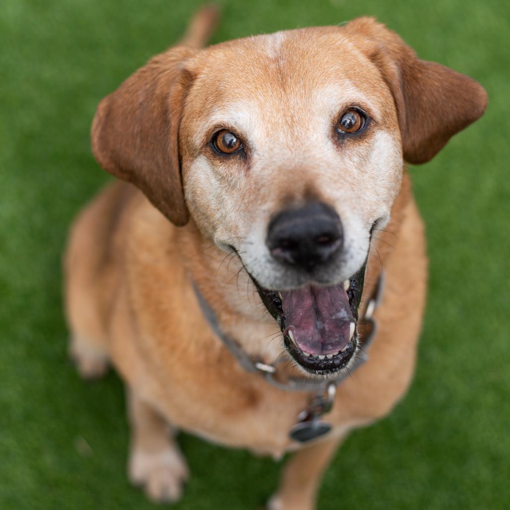 Sarah, a Adoptable Hound in Warwick, RI image 5/6