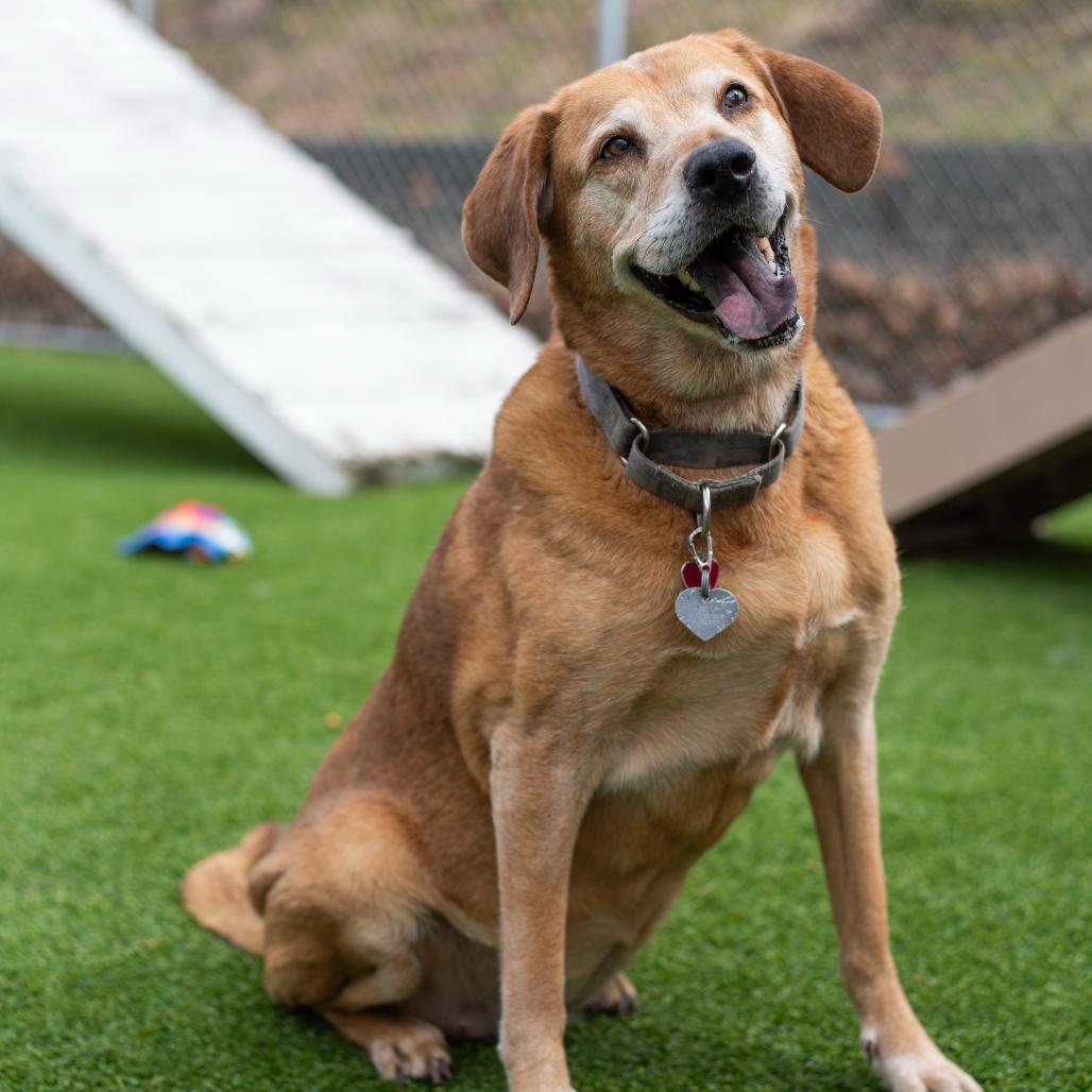 Sarah, a Adoptable Hound in Warwick, RI image 6/6