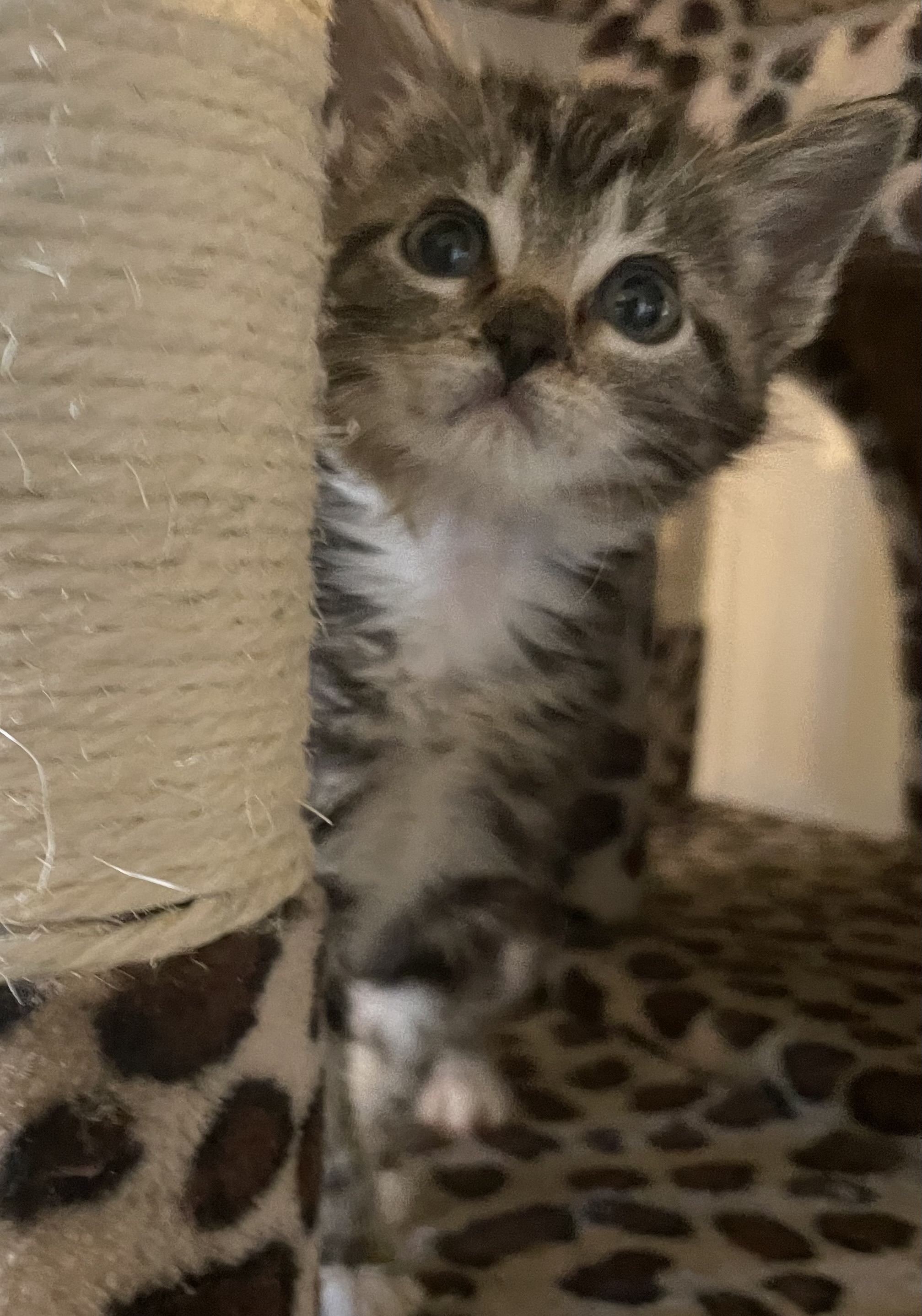 Velvet, an adopted Domestic Short Hair in Watonga, OK_image-1
