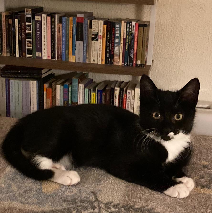 Eloise, a ADOPTABLE Tuxedo in Bayonne, NJ image 3/3