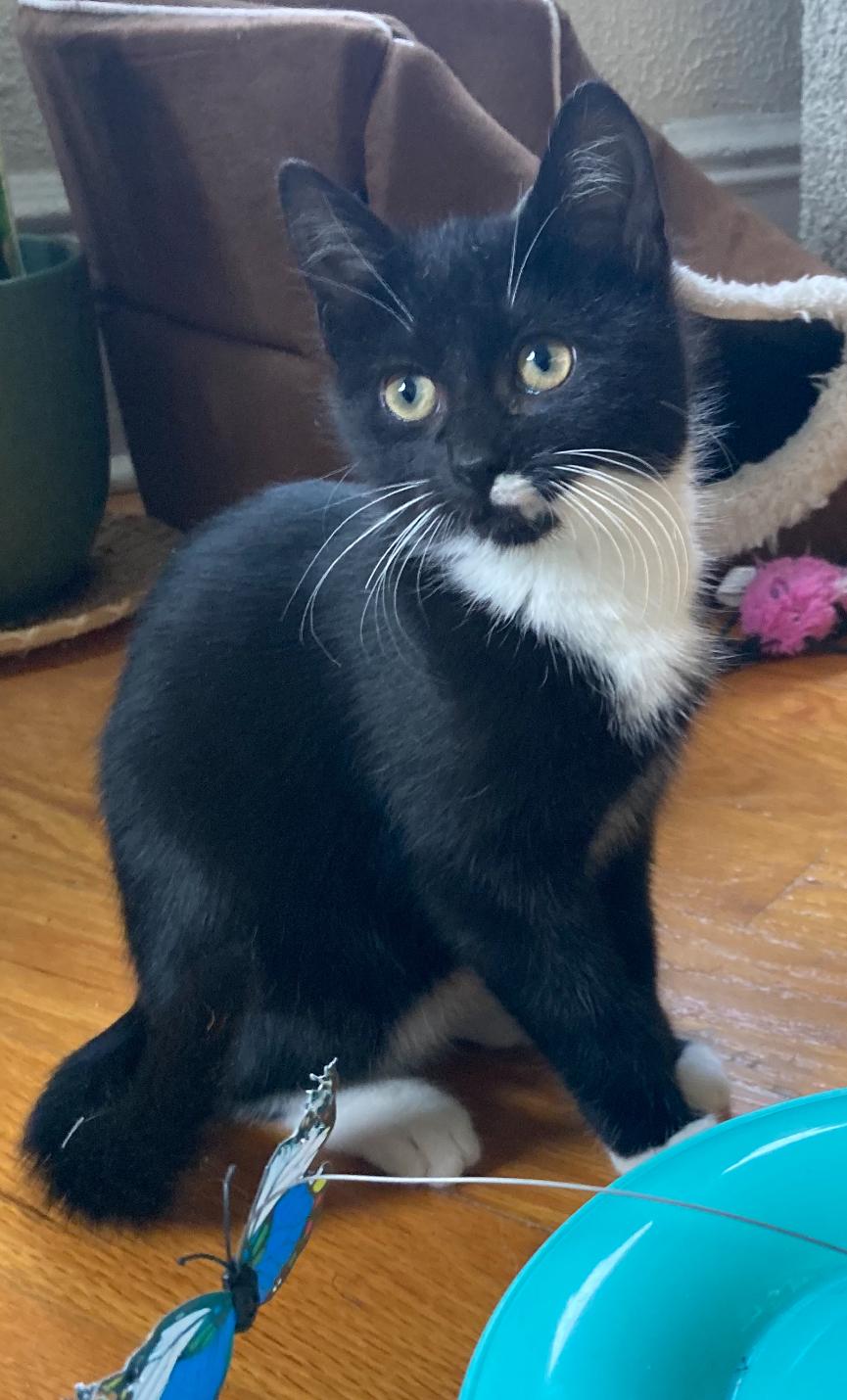 Eloise, ADOPTABLE, Kitten Female Tuxedo.
