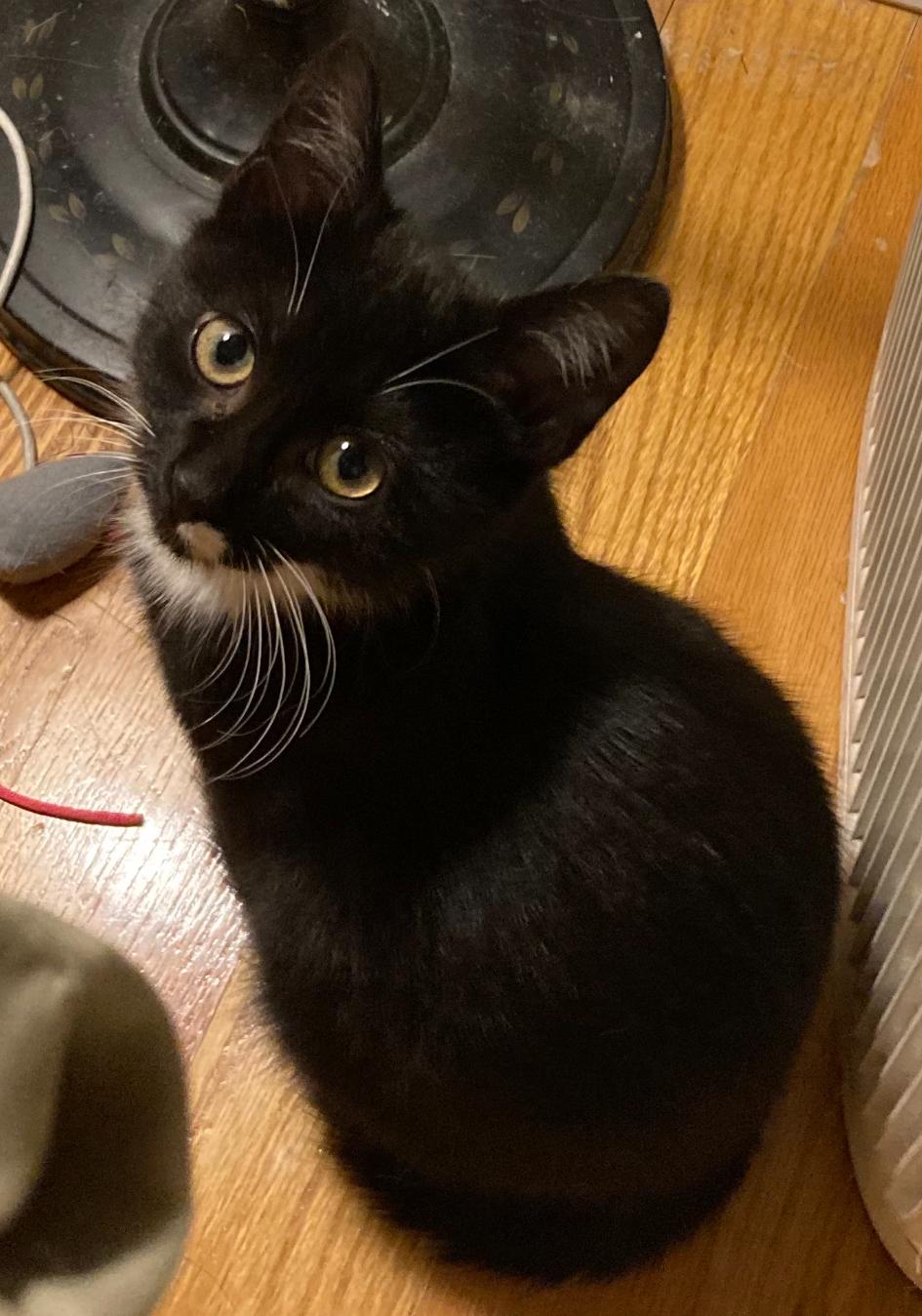 Eloise, a ADOPTABLE Tuxedo in Bayonne, NJ image 2/3