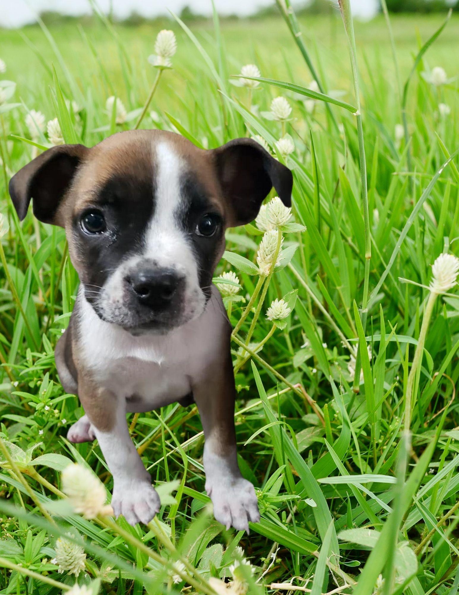 Enlarge Pumpkin, a Adopted mixed breed in Bradenton, FL image 1/6