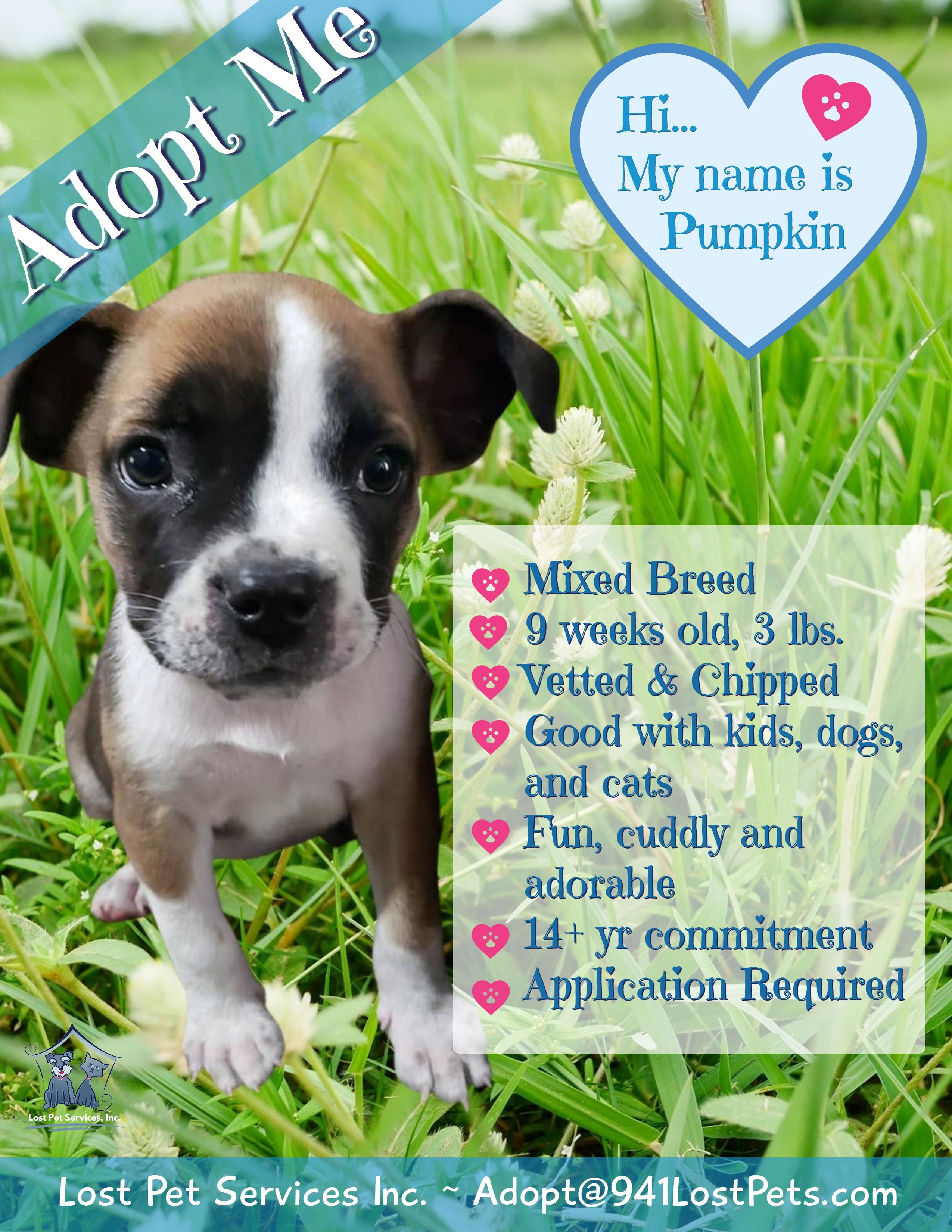 Enlarge Pumpkin, a Adopted mixed breed in Bradenton, FL image 2/6