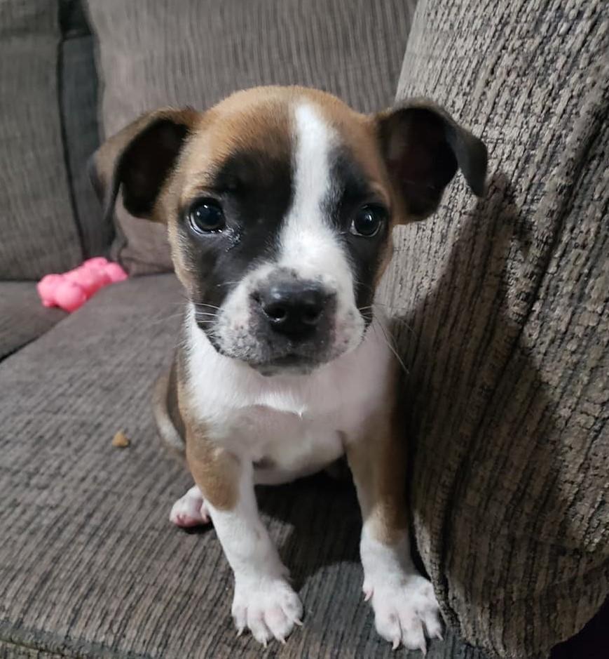 Enlarge Pumpkin, a Adopted mixed breed in Bradenton, FL image 5/6