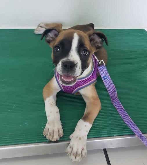 Enlarge Pumpkin, a Adopted mixed breed in Bradenton, FL image 6/6