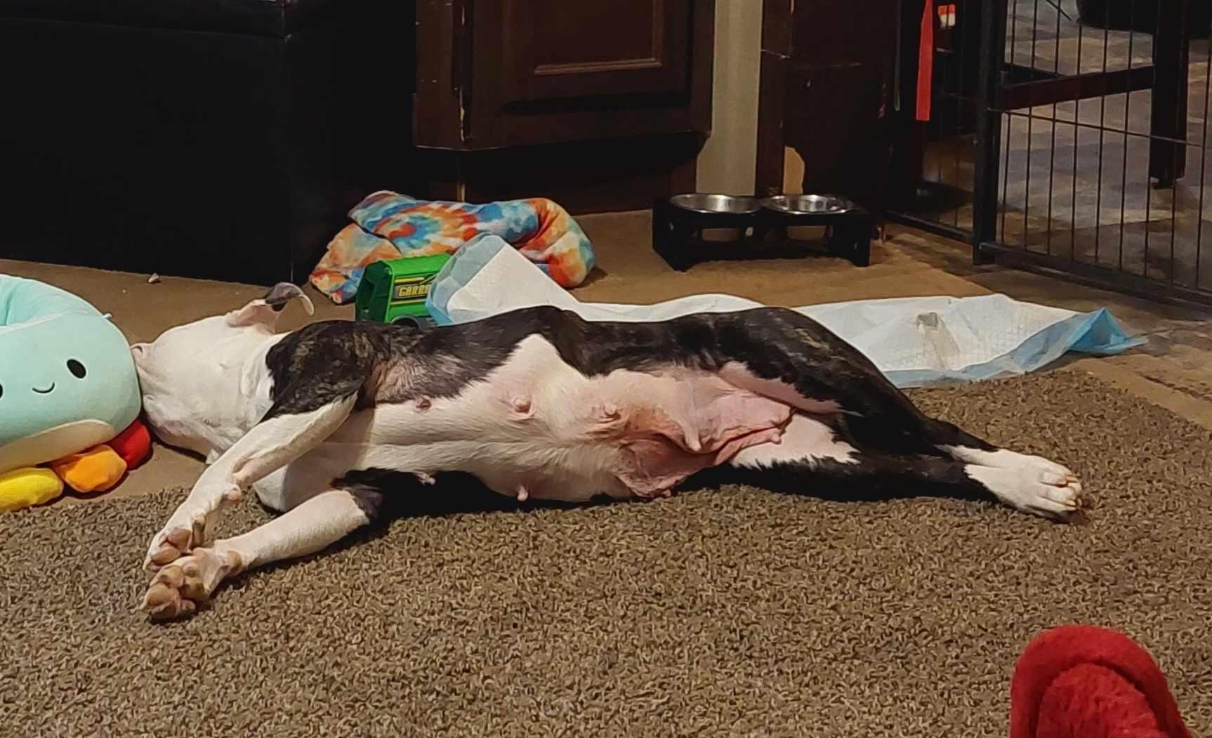 Enlarge Mini Byte, a ADOPTABLE mixed breed in Binghamton, NY image 2/2