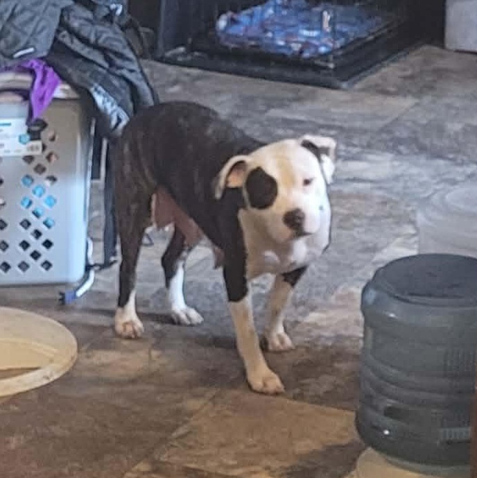 Mini Byte, ADOPTABLE, Young Female Pit Bull Terrier.