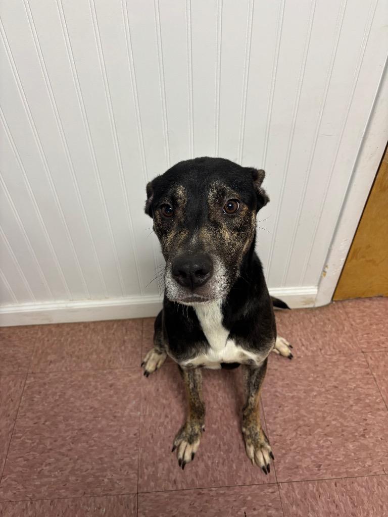 Axel, Adoptable, Adult Male Pit Bull Terrier.