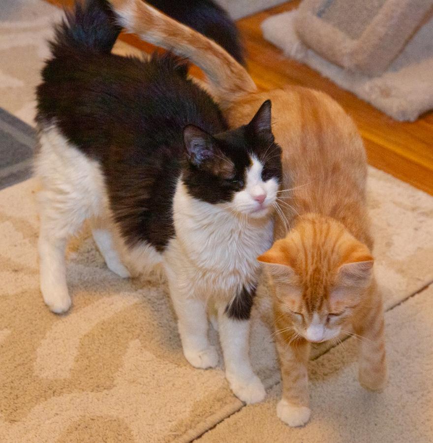 Enlarge Finster, a ADOPTABLE Domestic Short Hair in Paramus, NJ image 2/2