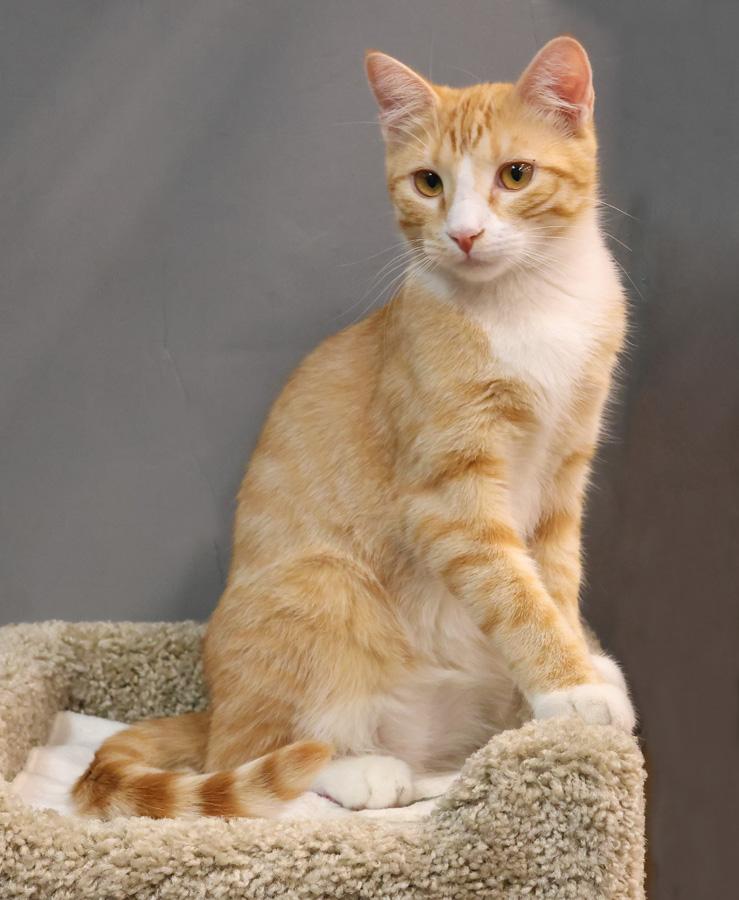 Finster, a ADOPTABLE Domestic Short Hair in Paramus, NJ image 3/5