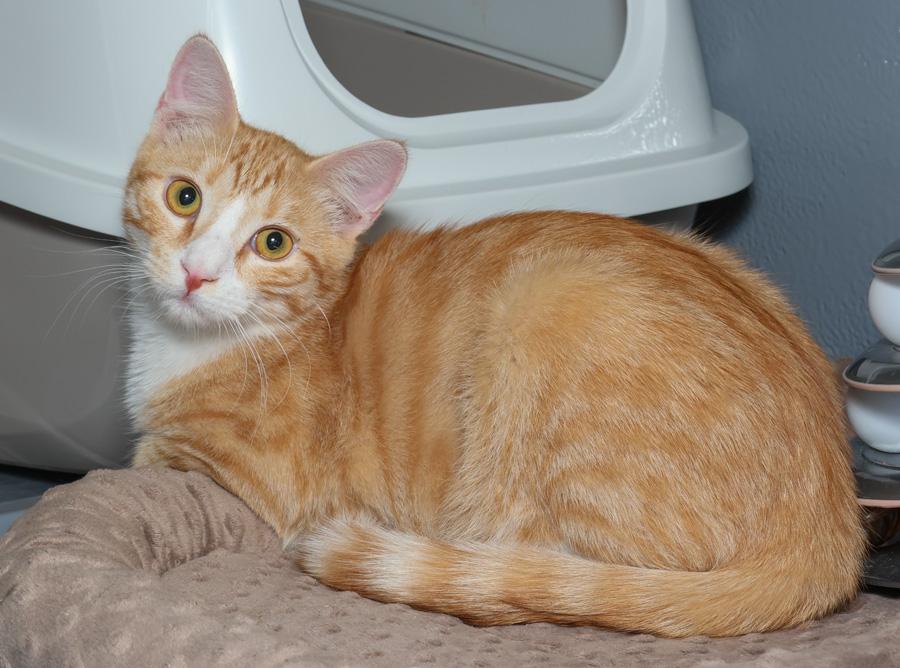 Finster, a ADOPTABLE Domestic Short Hair in Paramus, NJ image 1/5