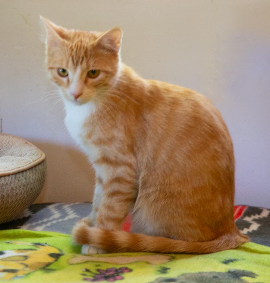 Enlarge Finster, a ADOPTABLE Domestic Short Hair in Paramus, NJ image 1/2