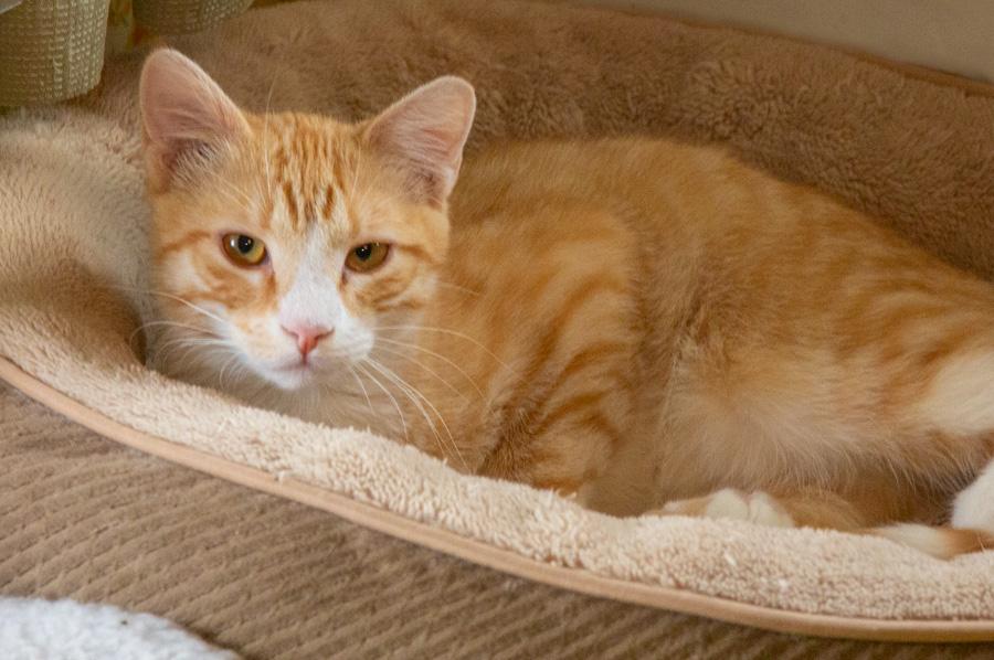 Finster, a ADOPTABLE Domestic Short Hair in Paramus, NJ image 4/5