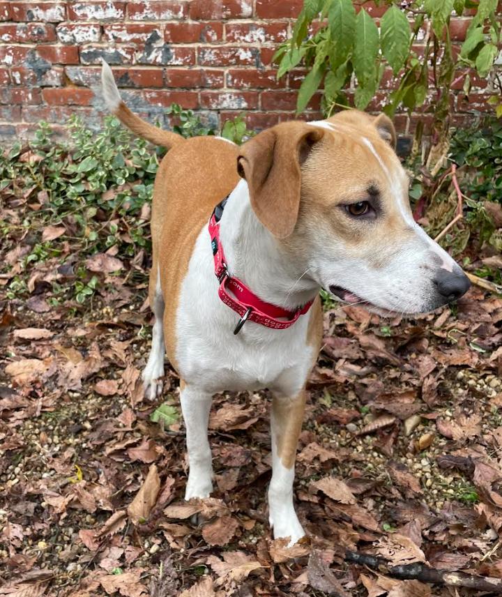 Enlarge Portia, a ADOPTABLE mixed breed in Chester, MD image 2/6
