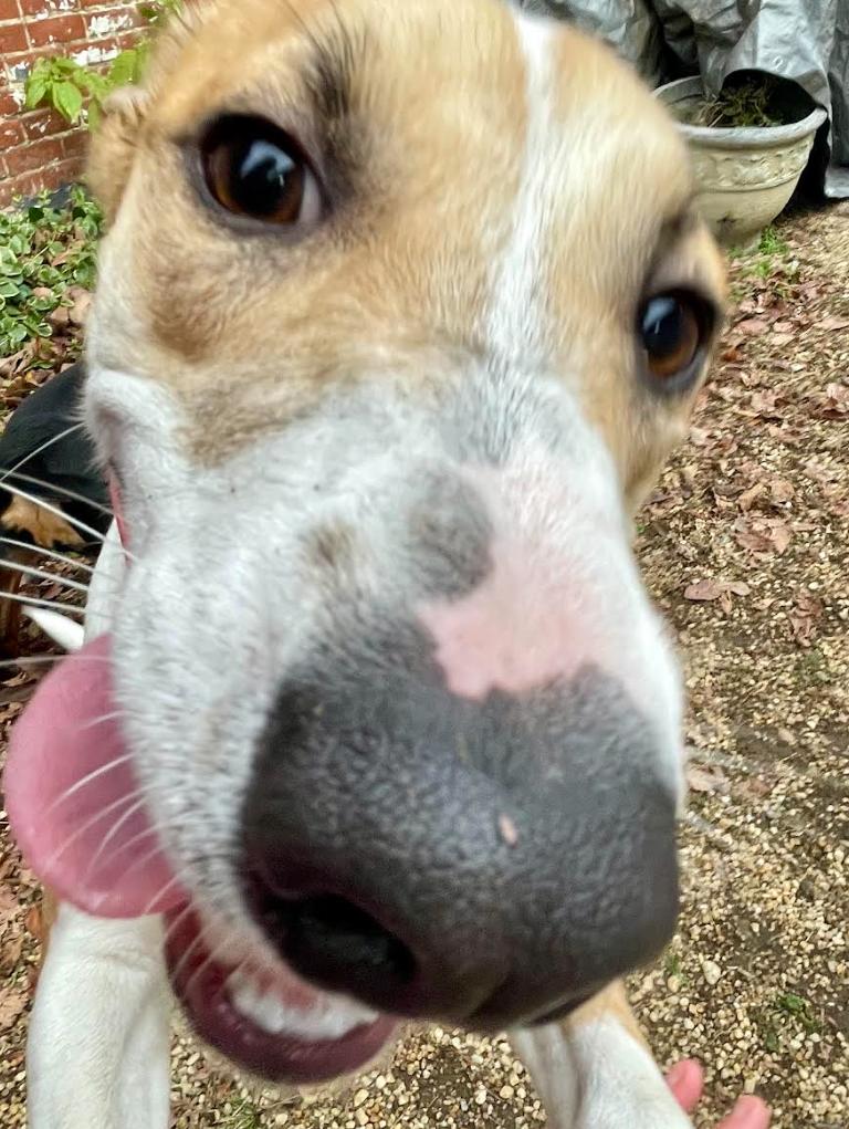 Enlarge Portia, a ADOPTABLE mixed breed in Chester, MD image 5/6