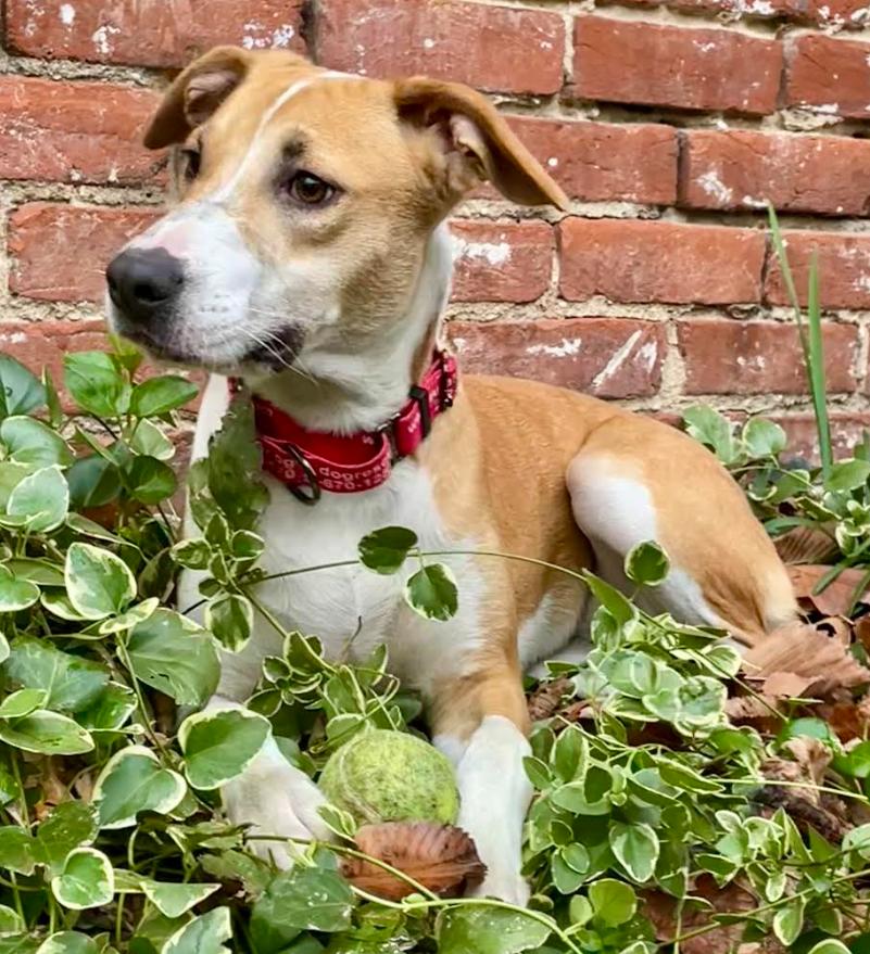 Enlarge Portia, a ADOPTABLE mixed breed in Chester, MD image 6/6