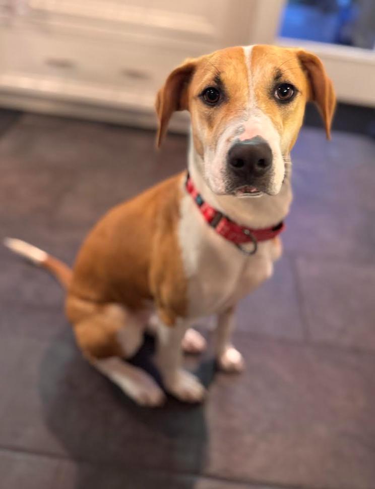 Enlarge Portia, a ADOPTABLE mixed breed in Chester, MD image 4/6