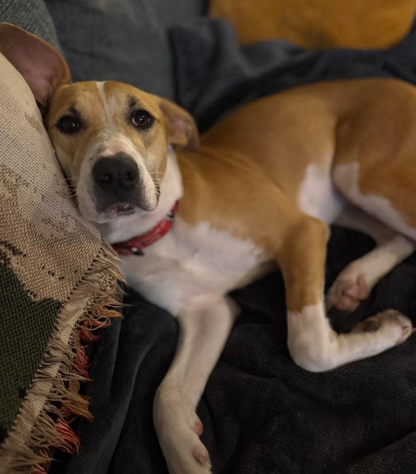 Enlarge Portia, a ADOPTABLE mixed breed in Chester, MD image 3/6