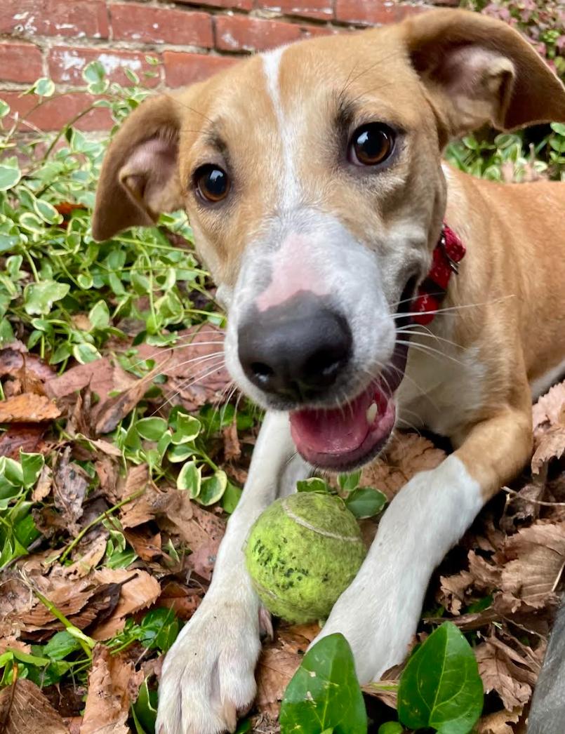 Portia, ADOPTABLE, Young Female Labrador Retriever.