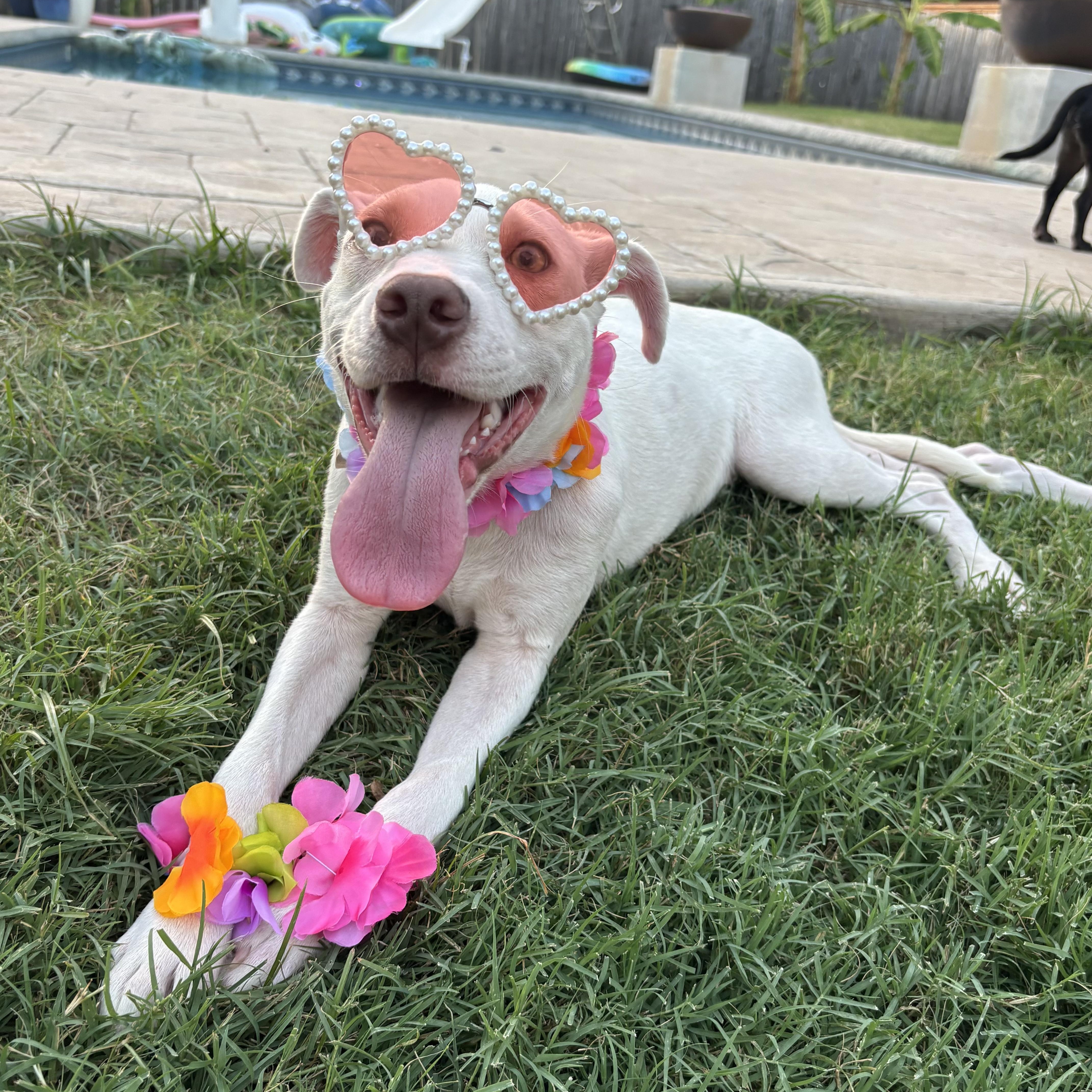 Gia